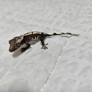 하임베이비