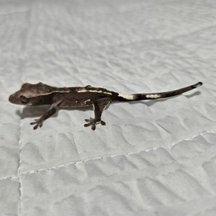 아잔틱