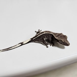 아잔틱
