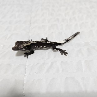하임베이비