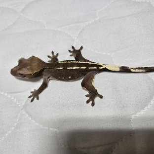 헤라5차