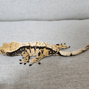 노멀 트라이 익스트림할리퀸