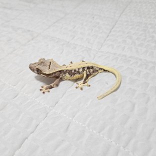 하루베이비
