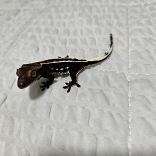 아잔틱