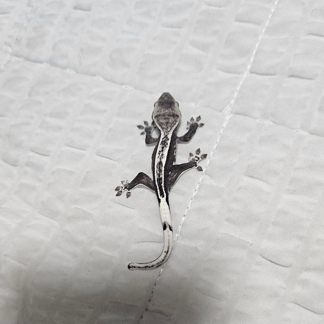 아잔틱