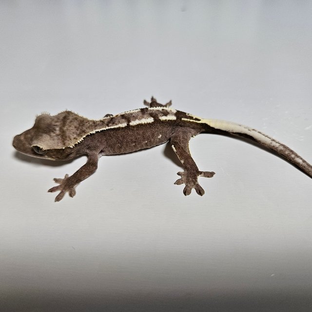 아잔틱