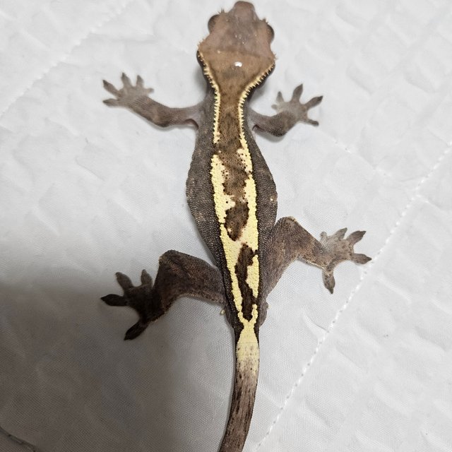 100%헷아잔틱 세이블