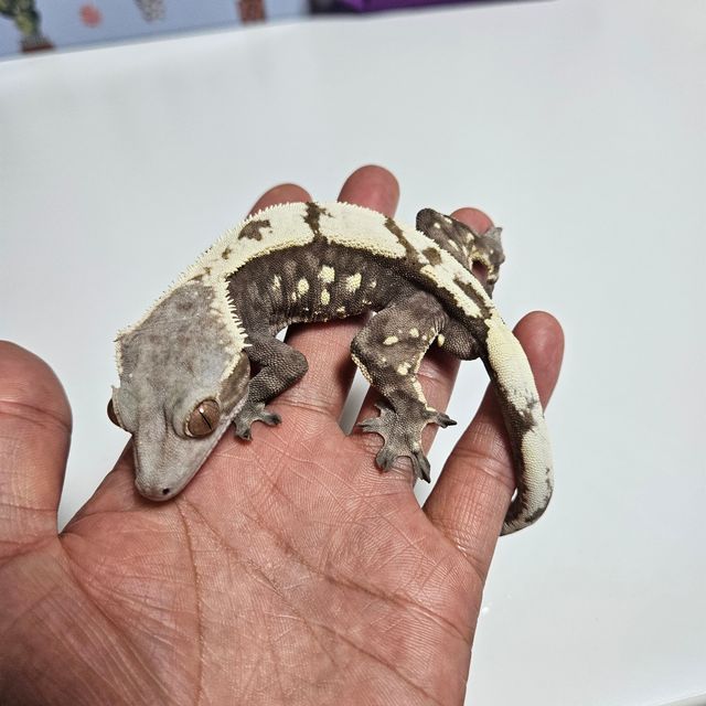 세이블