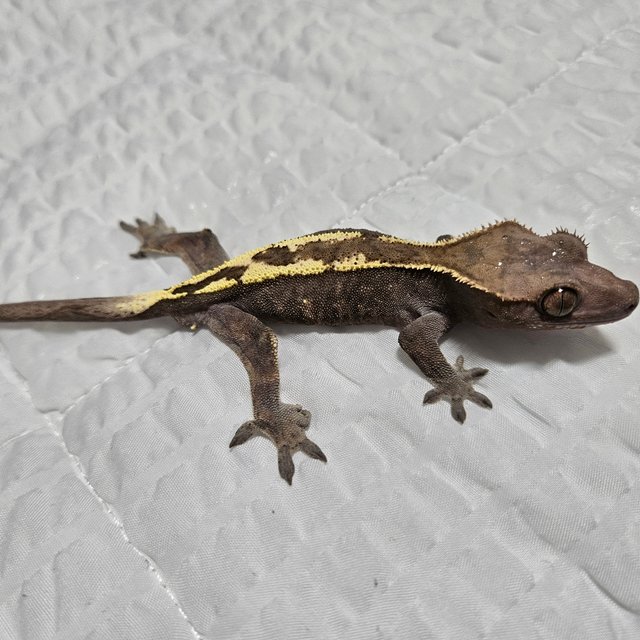 100%헷아잔틱 세이블