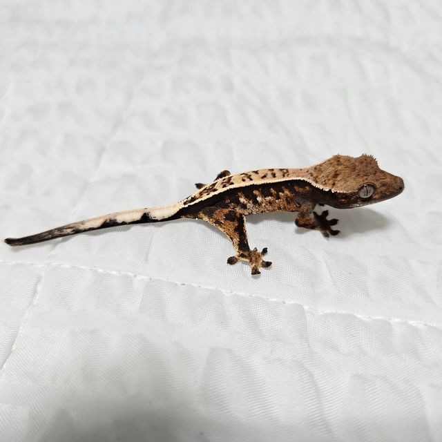 세이블