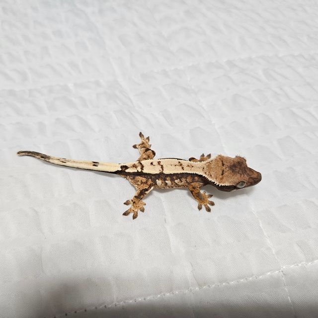 세이블