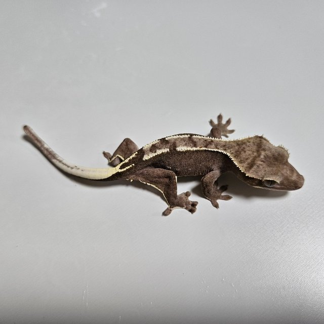 아잔틱