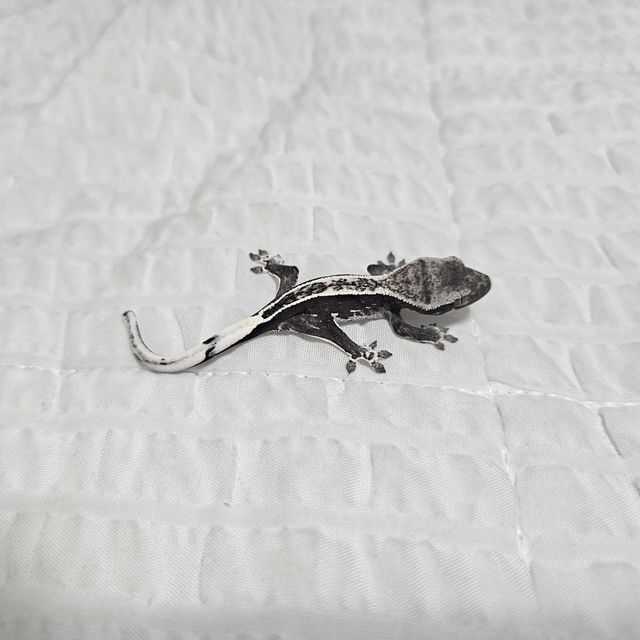아잔틱