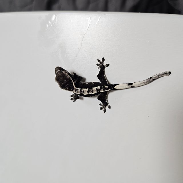 아잔틱