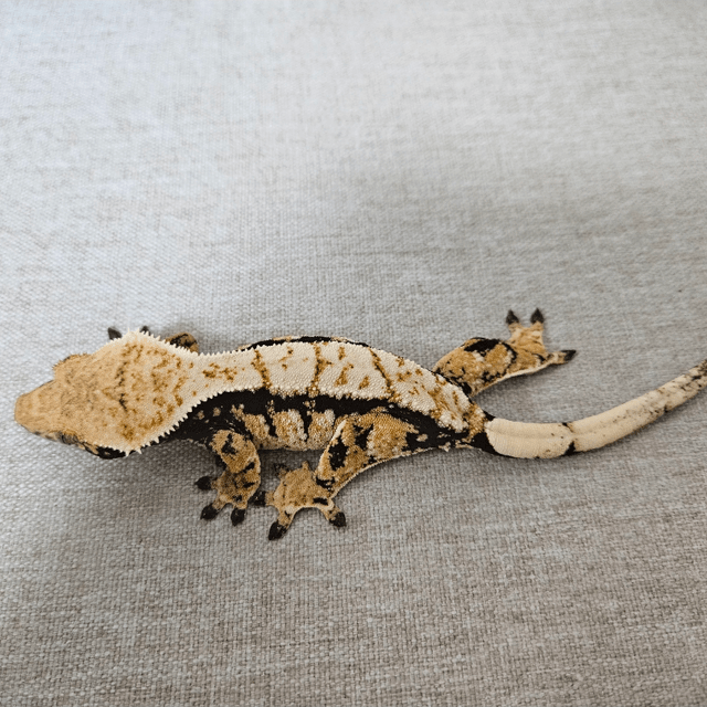 노멀 트라이 익스트림할리퀸