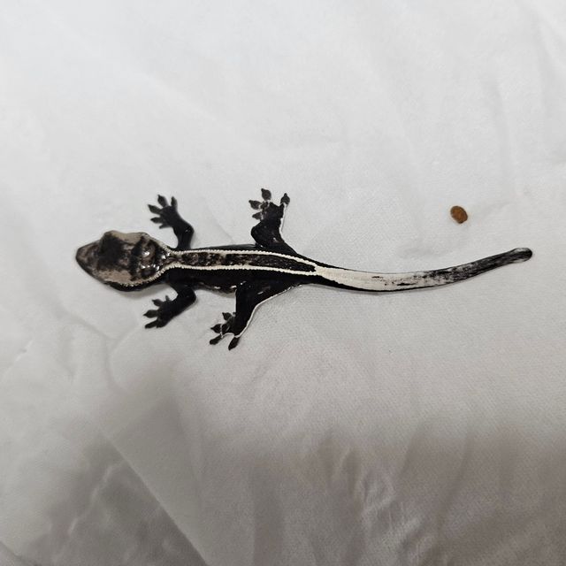 아잔틱