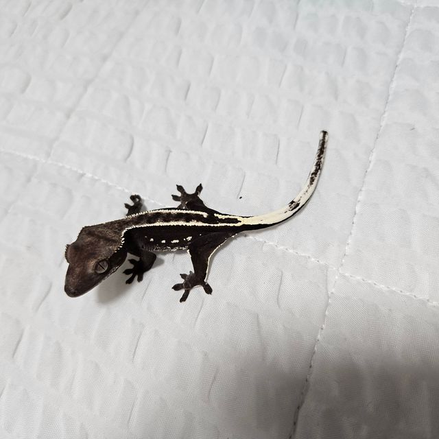 아잔틱