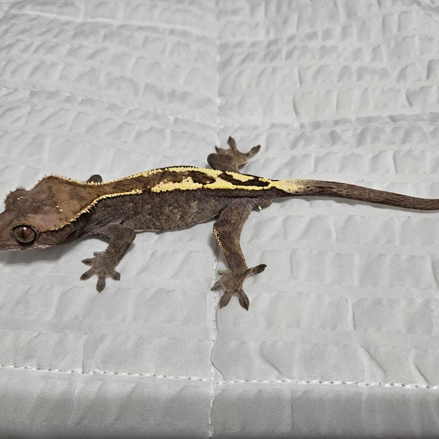 100%헷아잔틱 세이블