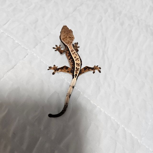 세이블