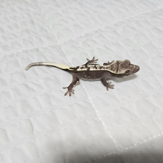 아잔틱