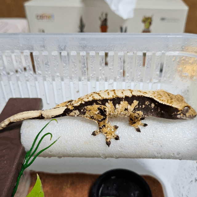 노멀 트라이 익스트림할리퀸