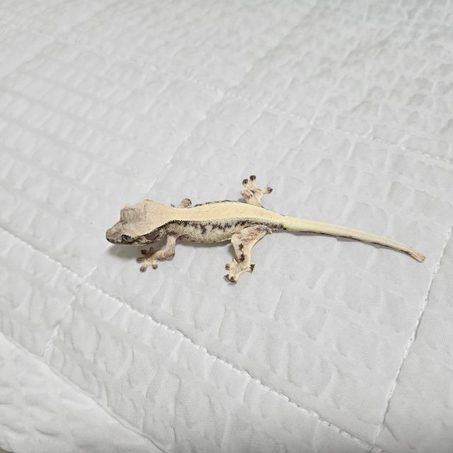 릴리 세이블