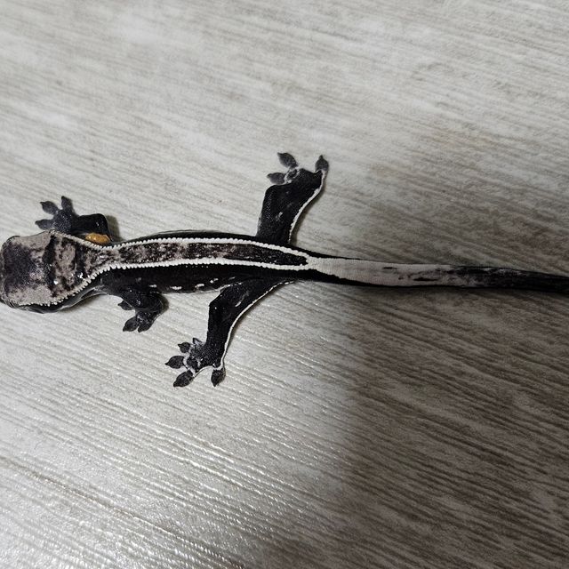 아잔틱
