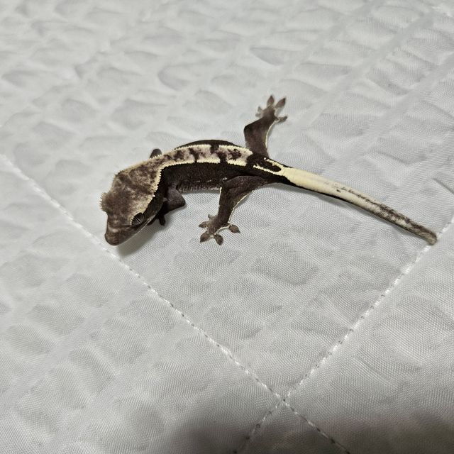 아잔틱
