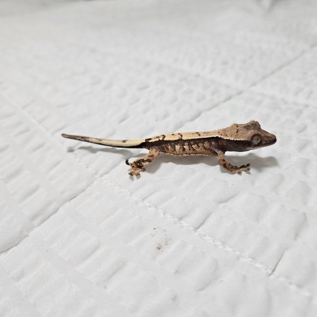 세이블