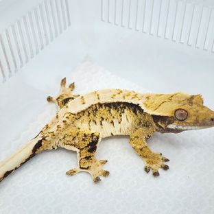 텐저린 트라이 익스트림할리퀸