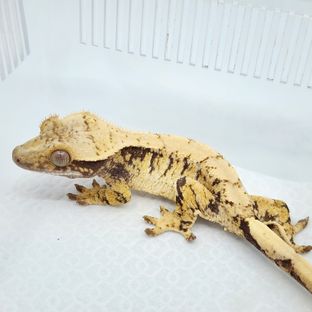트라이 익스트림할리퀸