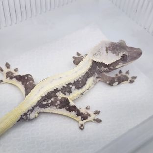 릴잔틱
