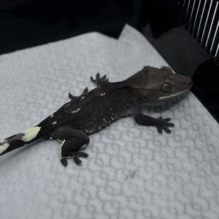 아잔틱