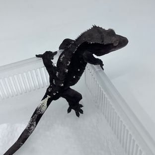 아잔틱