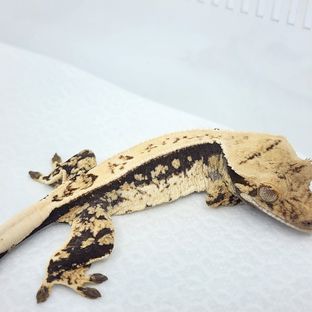 트라이 익스트림할리퀸