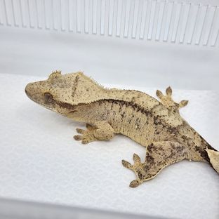 100%헷아잔틱