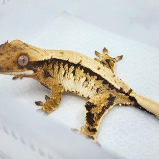 텐저린 트라이 익스트림할리퀸
