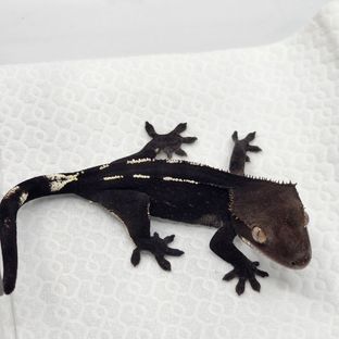 아잔틱