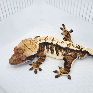 텐저린 트라이 익스트림할리퀸