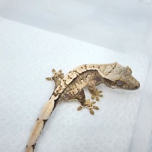 트라이 익스트림할리퀸