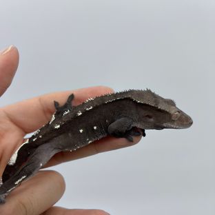 아잔틱