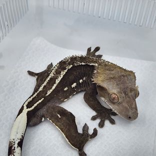 아잔틱