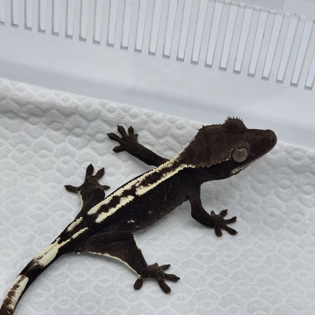 아잔틱