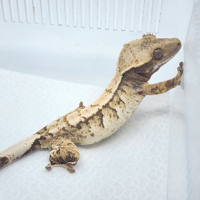 트라이 익스트림할리퀸