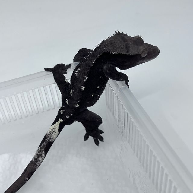 아잔틱