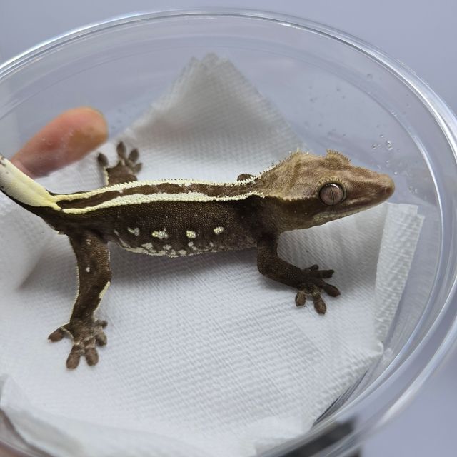아잔틱