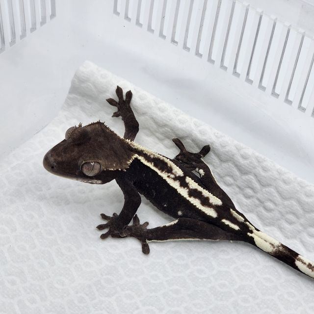 아잔틱