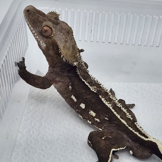 아잔틱