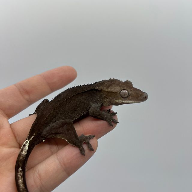 아잔틱