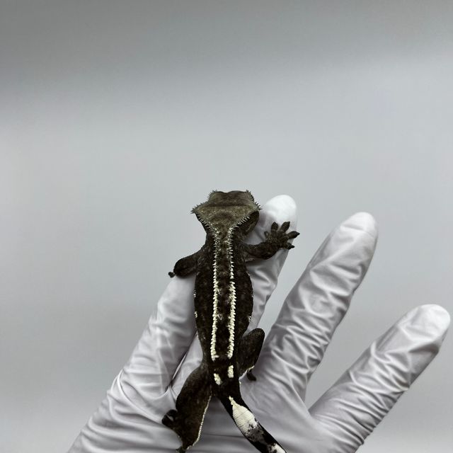아잔틱